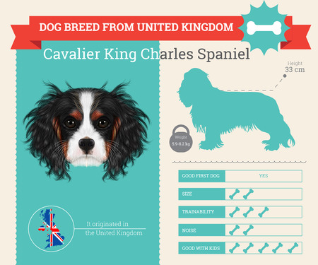 Cavalier King Charles Spaniel Dog breed vector infographics. This dog breed from United Kingdomのイラスト素材