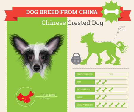 Chinese Crested Dog breed vector infographics. This dog breed from Chinaのイラスト素材