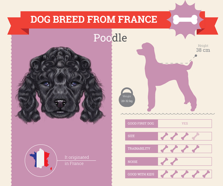 Poodle Dog breed vector infographics. This dog breed from Franceのイラスト素材