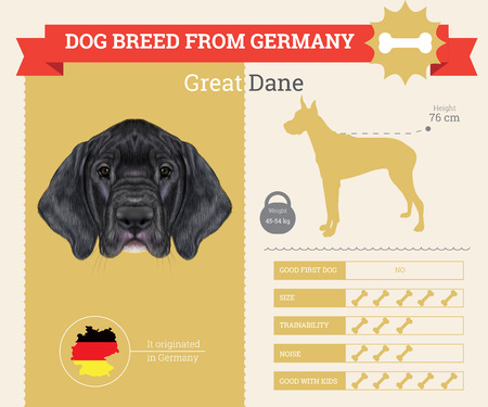 Great Dane Dog breed vector infographics. This dog breed from Germanyのイラスト素材