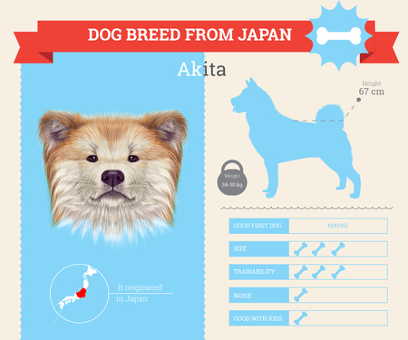 Akita Inu Dog breed vector infographics. This dog breed from Japanのイラスト素材