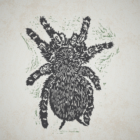 Linocut Tarantula on background. Vector Illustrated frame from Tarantula spiders.のイラスト素材