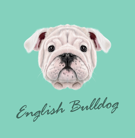 Illustrated portrait of English Bulldog puppy. Cute fluffy white face of domestic dog on blue background.のイラスト素材
