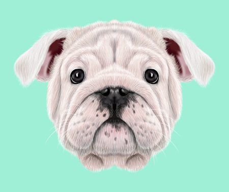Illustrated portrait of English Bulldog puppy. Cute fluffy white face of domestic dog on blue background.の写真素材