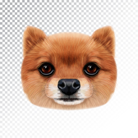 Vector Illustrated face of Pomeranian Spitz Dog.のイラスト素材