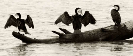 Seabirds sitting on log about to take flightの写真素材