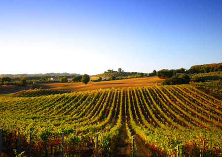 Beautiful vineyard in Italy at sunset...の写真素材