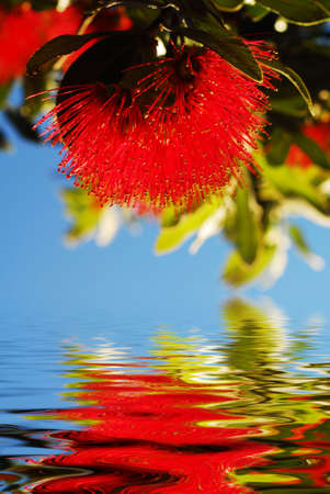 Pohutukawa - native flower of New Zealand reflected in clear waterの写真素材