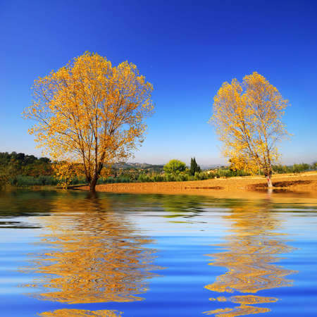 Beautiful golden autumn trees reflected in a beautiful still pondの写真素材