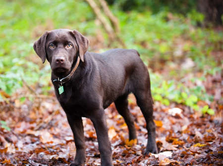Pedigree dark labrador in the forest.の写真素材