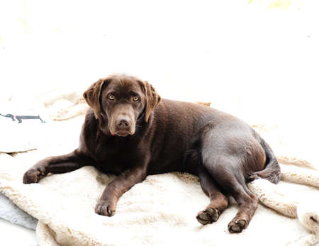 Beautiful labrador lying on white carpet fur.の写真素材