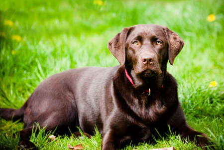 Chocolate labrador on fresh green grass.の写真素材
