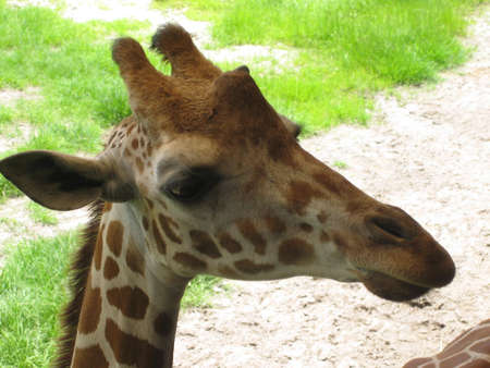 giraffeの写真素材