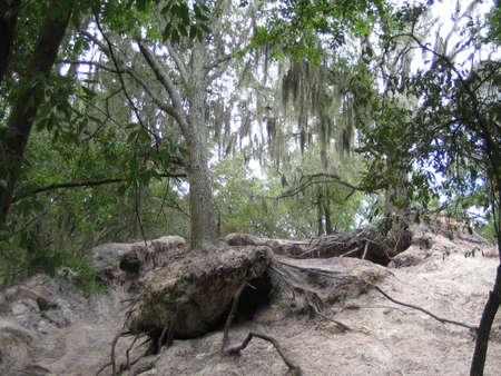 tree with wild rootsの写真素材