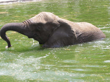 Elephantの写真素材