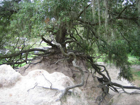 tree with wild rootsの写真素材