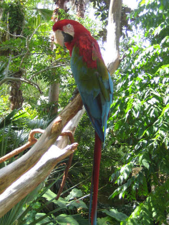 red parrotの写真素材