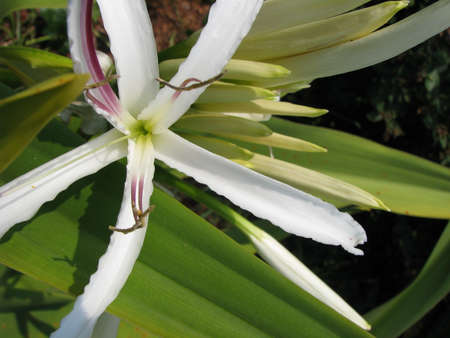 White Lilyの写真素材