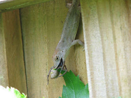 lizard eating spiderの写真素材