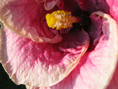pink hibiscusの写真素材