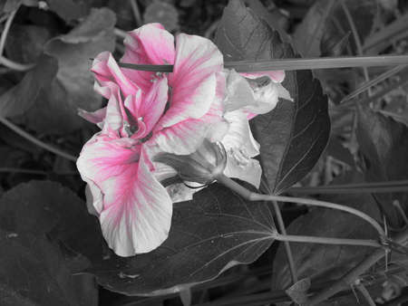 Black and white with pink hibiscusの写真素材