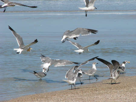 Seaguls at the beachの写真素材