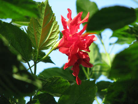 Red hibiscus flowerの写真素材