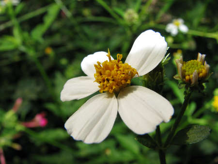 White flower facing upの写真素材