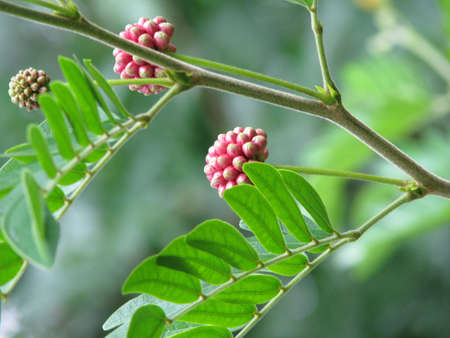 Close up of tropical plant bloomingの写真素材