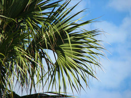 Plam tree on a nice dayの写真素材