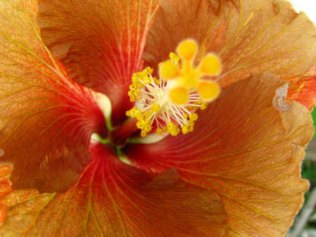 close up of chocolate colored hibiscusの写真素材