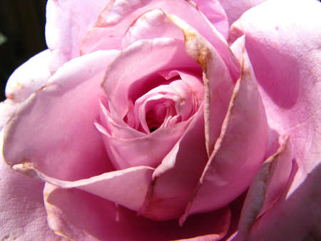 close up of violet colored roseの写真素材