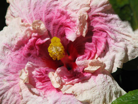 close up of pink and white hibiscusの写真素材