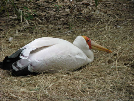 Large white bird laying downの写真素材