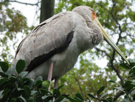 large grey bird standing in treeの写真素材