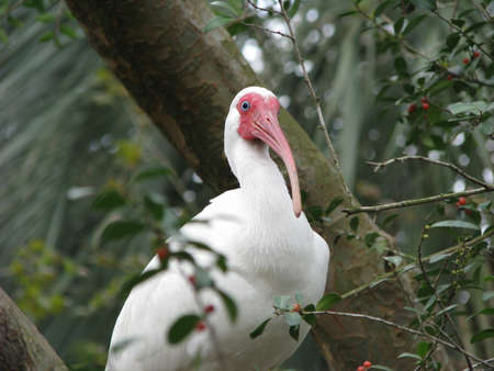 large white bird with red faceの写真素材