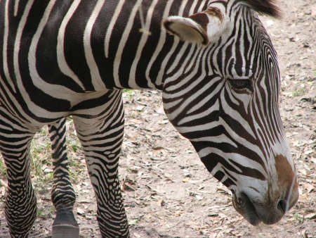 Closeup a the head of a Grevy's Zebraの写真素材