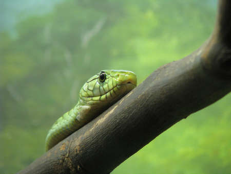 closeup of the head of a bright green snakeの写真素材