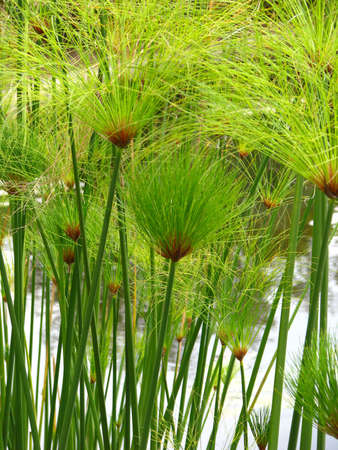 closeup of water grassの写真素材