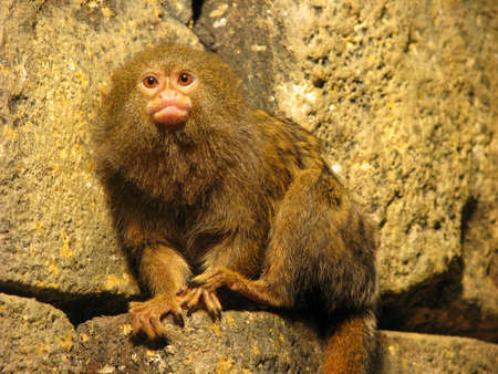 Pygmy Marmoset the smallest living monkeysの写真素材
