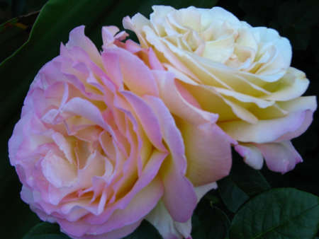 two light pink rosesの写真素材