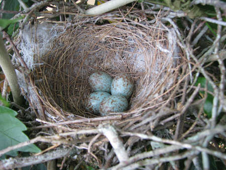 four eggs in a nestの写真素材
