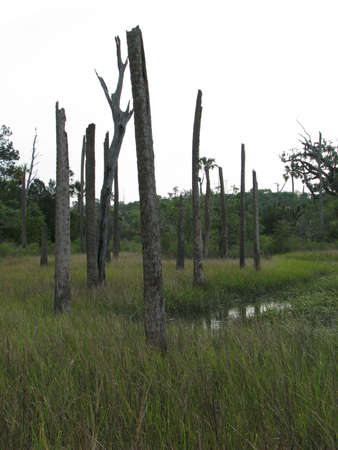 old trees in swap landの写真素材
