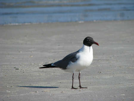 seagull at the ocean standing on the sandの写真素材