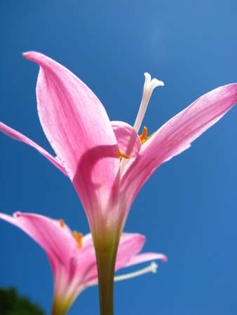 sunshining on flowersの写真素材