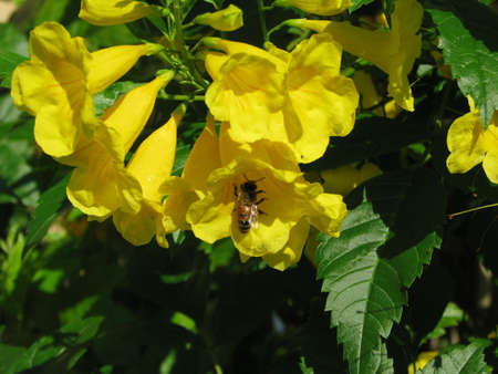 bee in yellow flowerの写真素材