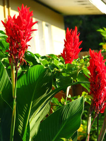 red canna lilyの写真素材