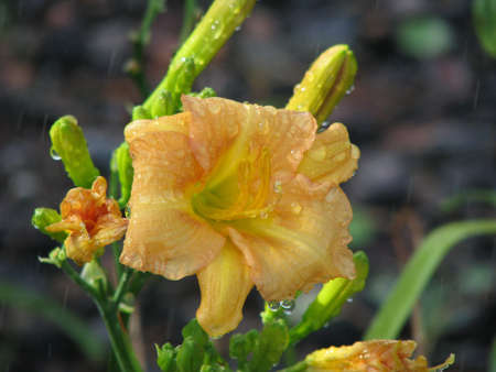 water drops on daylilyの写真素材