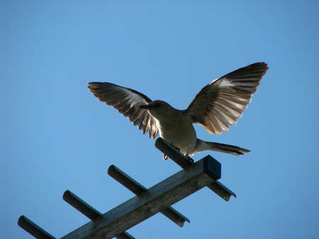 bird on antennaの写真素材