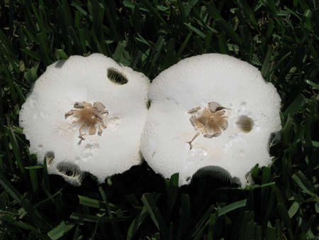 two mushroomsの写真素材